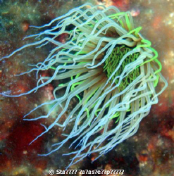 anemoni by Σταυρος Παρασκευοπουλος 
